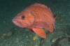 Vermilion Rockfish pic