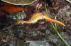 Weedy Sea Dragon Picture 004