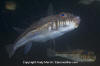 Weeping Toadfish