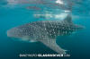 Whale Shark