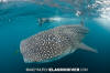 Whale Shark