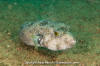 White-Spotted Puffer Fish