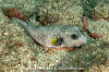 White-Spotted Puffer Fish