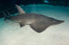 Whitespotted shovelnose ray