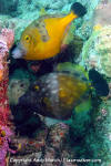 Whitespotted Filefish