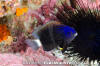 Whitetail Damselfish