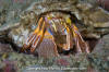 Widehand Hermit Crab