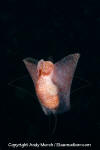 Winged Sea Slug