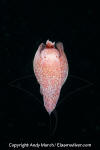 Winged Sea Slug