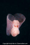 Winged Sea Slug