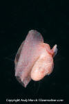 Winged Sea Slug