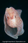 Winged Sea Slug