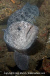 Wolf Eel