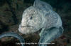 Wolf Eel