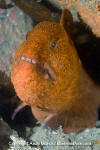 Wolf Eel