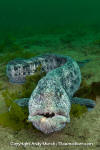 Wolf Eel 