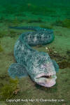 Wolf Eel