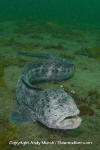 Wolf Eel