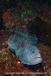 Wolf Eel