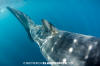 Wounded Whale Shark