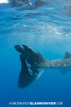 Wounded Whale Shark