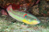 Wounded Wrasse