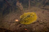 Yellow Spotted Stingray