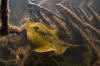 Yellow Spotted Stingray