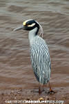 Yellow-Crowned Night-Heron