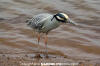 Yellow-Crowned Night-Heron