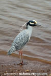 Yellow-Crowned Night-Heron