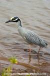 Yellow-Crowned Night-Heron