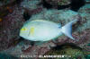 Yellowfin Surgeonfish