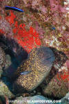 Yellowmargin Moray