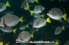 Yellowtail Surgeonfish