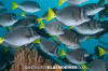 Yellowtail Surgeonfish