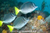 Yellowtail Surgeonfish