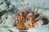 Zebra Lionfish