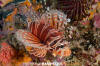 Zebra Lionfish