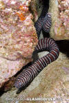 Zebra Moray