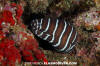 Zebra Moray