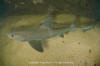 smooth dogfish / dusky smoothhound shark 001