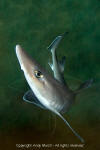 smooth dogfish / dusky smoothhound shark 005