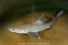 smooth dogfish / dusky smoothhound shark 007