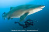 Sandtiger Shark