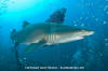 Sandtiger Shark