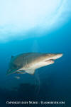 Sandtiger Shark