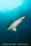 Sandtiger Shark