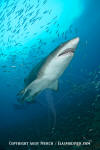 Sandtiger Shark