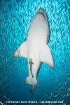 Sandtiger Shark